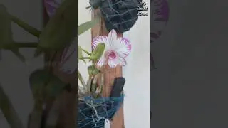 Dendrobium mounted on Wood #dendrobium #orchid #flowers #garden #shorts #short