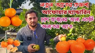 আফোয়ার ম্যান্ডারিন কমলা নতুন জাতের ছাদ বাগানের জন্য একটি অন্যতম ভালো মানের জাত উদ্ভাবন করেছেন