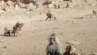 قرود الطائف القرود بتخطف الاكل مننا منظر رائع لما نخرج نتمشى شويه ونلاقي كميه القرود دي كلها 😂😂