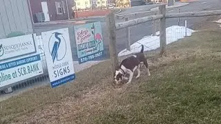 At The dog park Buck on the prowl