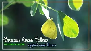 Common Grass Yellow Butterfly 🦋💚🐛🌿🇱🇰 | Eurema hecabe | දෙතිත් තෘණ පීතයා