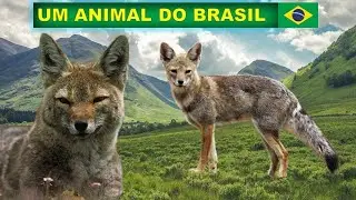 GRAXAIM OU SORRO! O BRASIL TEM 6 ESPÉCIES DIFERENTES DE CANÍDEOS SELVAGENS. CONHEÇA UMA DAS MENORES!