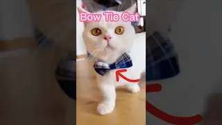 Cats Being Weird... Again 😹 #funny #cute #shorts
