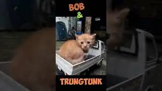 SUPER CUTE KITTEN DRIVING | DAYLI KITTEN RESQIU #10