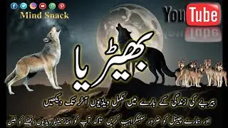 Wolf conspiracy theories #viral #facts #trending #reels #shorts @Mindsnack-s7c 