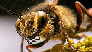 Asian mud-dauber solitary wasp (Sceliphron Curvatum) is watching me, macro video