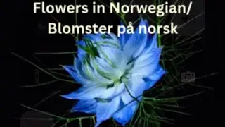 NORWEGIAN VOCABULARY - FLOWERS / BLOMSTER 🌸🌷🌻🌹🌼