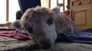 Cody, The Teeny Tiny Alpaca Falls Asleep