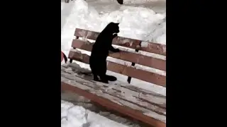 Прогулка закончена:   коты, домой!