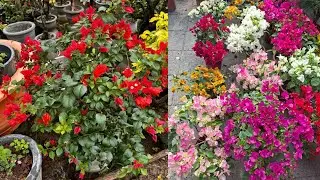 100+ colours rare variety bougainvillea online sell #bougainvillea #garden #flower #plants