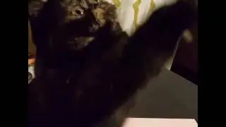 Exotic shorthair persian cat snorting playing
