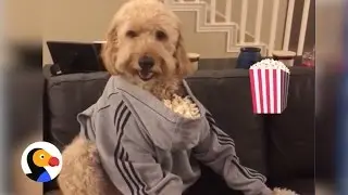 Dog Popcorn Hoodie: Ultimate Dog Snack Hack | The Dodo