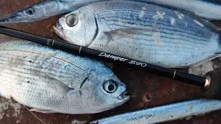 Micro Shore Jigging all round! Feat. ZENAQ Damper S90 (RG)