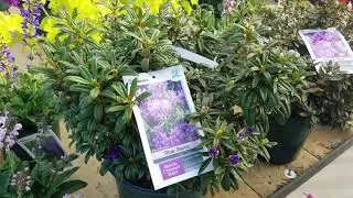 Rhododendron 'Blue Baron' & 'Purple Gem'