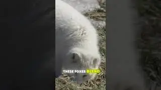 Arctic Fox Masters of Survival in the Cold #animalfacts #arcticfox