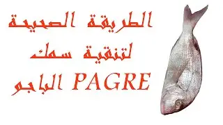 الطريقة الصحيحة لتنقية الحوت PAGRE الباجو