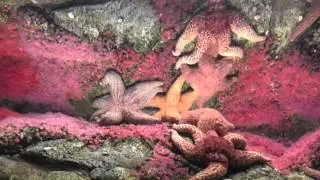 Kid Friendly Las Vegas Mandalay Bay Shark Reef Tour by FamilyToyReview