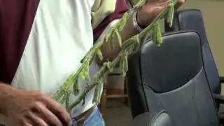 Golden Furrow Update 3