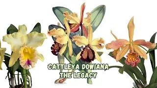 Cattleya dowiana: Орхидея, навсегда изменившая свой цвет | Виды, оказавшие влияние на орхидеи (Ча...