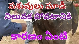 Repeat breeding reason and Treatment #Lenovo iu @janidairyfarm #dairyfarmtelugu