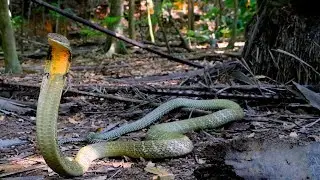 Die GR&Ouml;&szlig;TE Giftschlange der Welt | Die K&ouml;nigskobra | Reptilien und Amphibien Folge 14