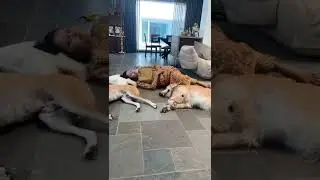 Suma Kanakala is Lazing Around with her Dogs Exclusive Visuals