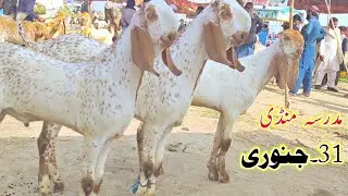 Madrasa bakra mandi/makhi cheene breeder bache or qurbani wale bakre