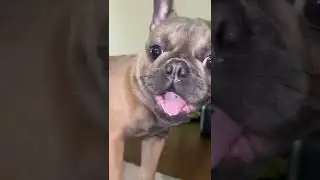 French Bulldog Can't Hold His Energy Bark and Jump