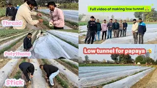 Making process of LOW TUNNEL FOR PAPAYA 🫡🙏 #agriculture #agtech #technology #frost #crop #papaya