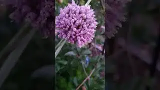 Seeding Purple Elephant-Garlic Flowers #veggies #garden #driedflowers #shorts
