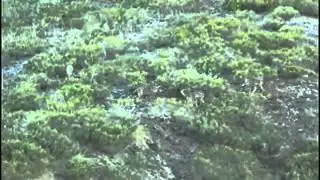 Manada de lobos cazando
