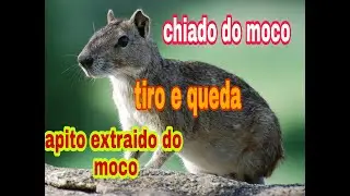 como atrair moco. o propio chiado