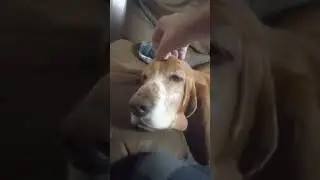 Basset head massage