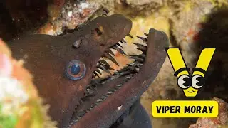 ABC Sea Creatures Song | Fun Learning Short 🎶 | Discover Ocean Animals for Kids | #abcd #kids
