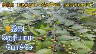 Soratu Pazham | Soora Pazham | Jackal jujube fruit | Benefits Of Soora Pazham #fruit #jujubee