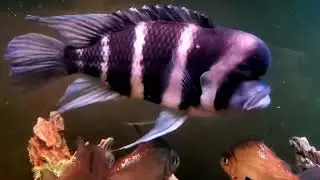 BAd aggressive fish Behavior causes and solutions
