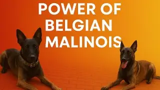 The Power Of Belgian Malinois #belgianmalinois #pastorbelgamalinois #perrospoderosos #dogbreed #dog