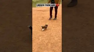 #rooney #shiztzu #shiztzutamil #shiztzuvideos #royalcanin #funnydogvideos #dogkennel #dogvlogs #pup