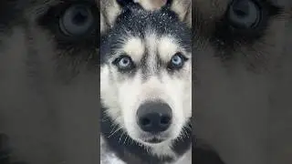 Ушастое счастье | Russian huskies