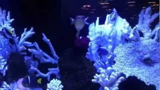 Custom Aquariums Los Angeles
