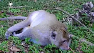 Old kidnapper fight to get baby Charles from mother monkey Carla