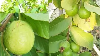 pink amrood ki bahut achi fruiting | Malik house garden