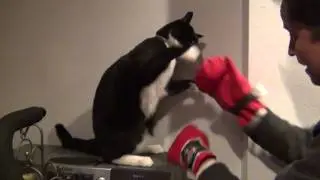 Funny Cat Boxer