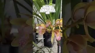 Cymbidium Orchid Care | Plant Care Tips