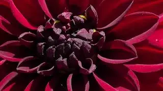 Flower Poetry Flow