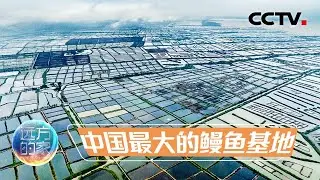 “世界鳗鱼看中国 中国鳗鱼看台山” 来中国侨都看国产鳗鱼如何游上全世界的餐桌 20230418 |《远方的家》CCTV中文国际