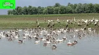 Swans in the Wular lake