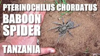 KILIMANJARO MUSTARD BABOON SPIDER Tanzania