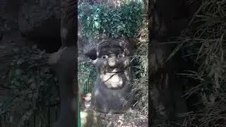 Eco cave garden nainital #ytshorts