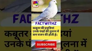 कबूतर की हड्डियां उनके पंखों की तुलना में कम वजन की होती हैं।#shorts #facts #trending #shortvideo